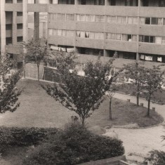 Gardens inside Broomhall Flats, August 1977 | Photo: Tony Allwright