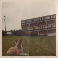 Dog and Hanover Flats on Hanover Way, 1971 | Photo: Lynn Pearson