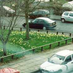Daffodils in Holberry Gardens. 2005 | Photo: Polly Blacker / Tony Cornah