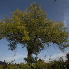 Vic's Tree. 2010 | Photo: Vic Lynn