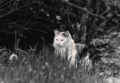 Tony Allwright Photo Gallery: The 'Beast of Broomhall', 1978