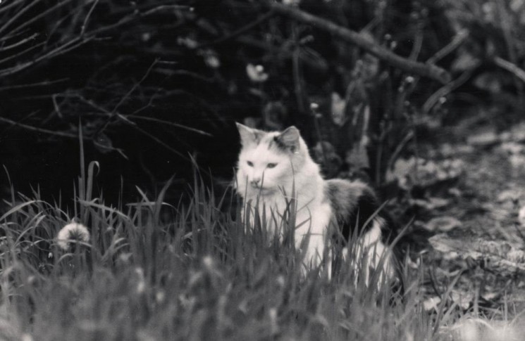 Cat on the prowl, Broomspring Lane. June 1978 | Photo: Tony Allwright