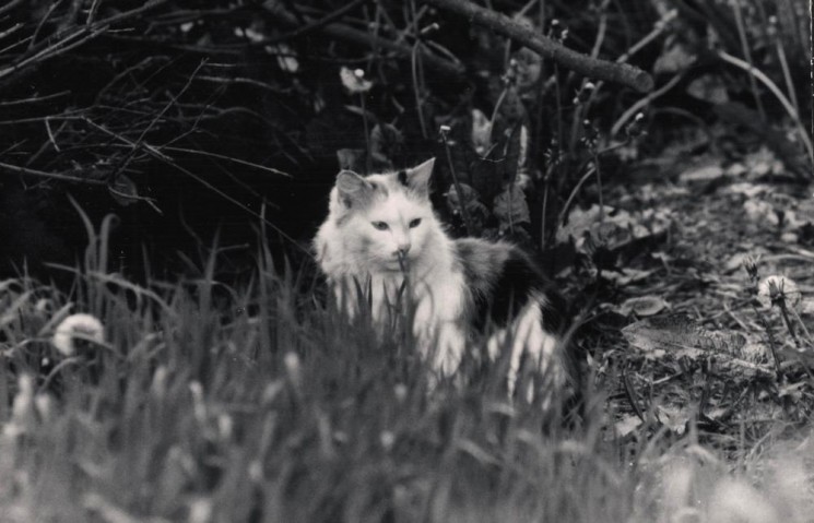 Cat on the prowl. Broomspring Lane, June 1978 | Photo: Tony Allwright