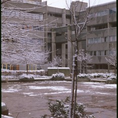 Sapling at Broomhall Flats, January 1979 | Photo: Tony Allwright