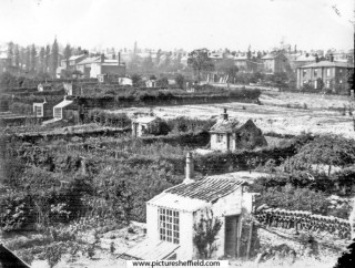 Allotments off Hanover Street, looking towards Broomspring Lane | Photo: SALS PSy00521