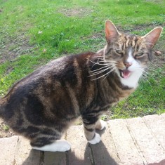 One of Sue's cats on a wall outside the Hanover Flats. 2014 | Photo: Our Broomhall