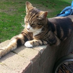 One of Sue's cats on a wall outside the Hanover Flats. 2014 | Photo: Our Broomhall