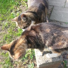 One of Sue's cats on a wall outside the Hanover Flats. 2014 | Photo: Our Broomhall