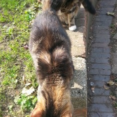 One of Sue's cats on a wall outside the Hanover Flats. 2014 | Photo: Our Broomhall