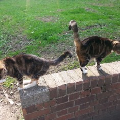 One of Sue's cats on a wall outside the Hanover Flats. 2014 | Photo: Our Broomhall