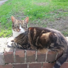 One of Sue's cats on a wall outside the Hanover Flats. 2014 | Photo: Our Broomhall