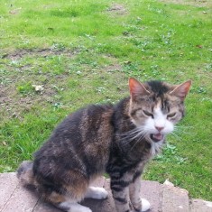 One of Sue's cats on a wall outside the Hanover Flats. 2014 | Photo: Our Broomhall