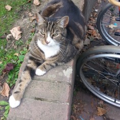 One of Sue's cats on a wall outside the Hanover Flats. 2014 | Photo: Our Broomhall