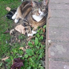 One of Sue's cats on a wall outside the Hanover Flats. 2014 | Photo: Our Broomhall