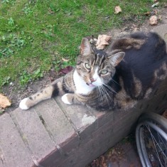 One of Sue's cats on a wall outside the Hanover Flats. 2014 | Photo: Our Broomhall