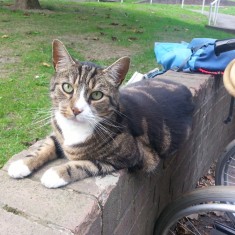 One of Sue's cats on a wall outside the Hanover Flats. 2014 | Photo: Our Broomhall