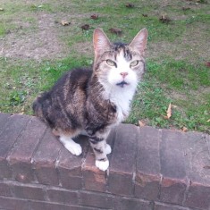 One of Sue's cats on a wall outside the Hanover Flats. 2014 | Photo: Our Broomhall