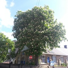 Broomhall in Summertime