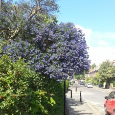 Broomhall in Summertime