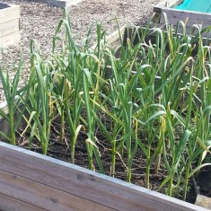 Jubilee Allotments. 2013 | Photo: Our Broomhall