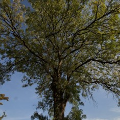 Vic's Tree