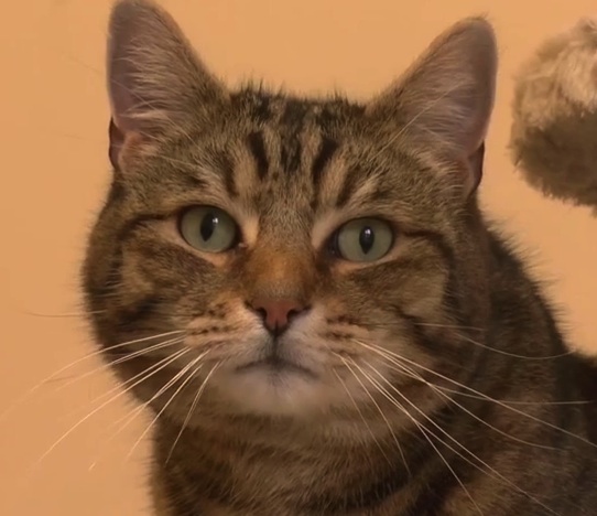 A Film about the Sheffield Cats Shelter Animals, Latest