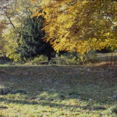 Site of Lynwood Gardens, c.1988 | Photo: Broomhall Centre