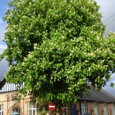 Broomhall in Summertime